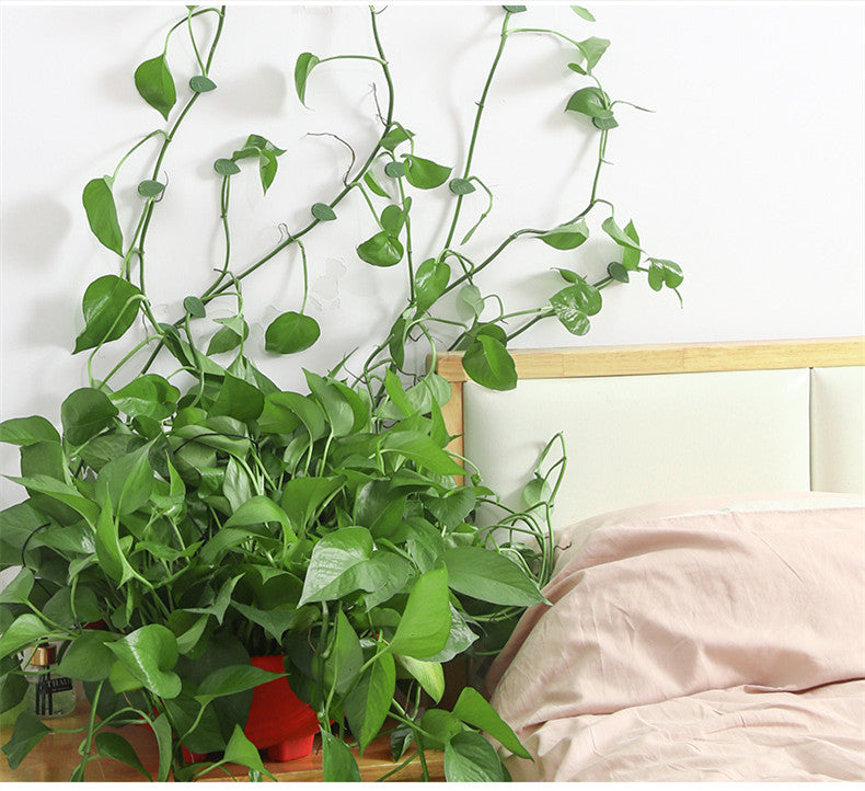 Leaf clips traction holder 10 pieces